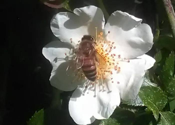 Le Essenze - Terrazza Sulla Romagna مزرعة للإقامة *