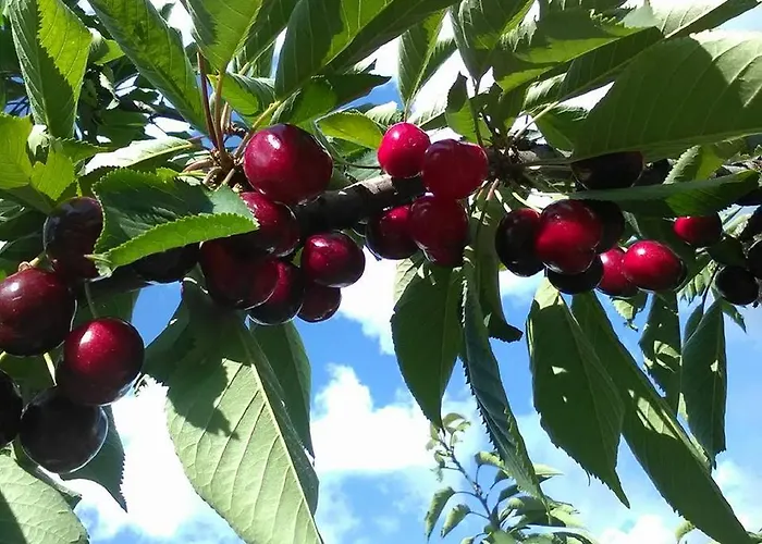 Le Essenze - Terrazza Sulla Romagna مزرعة للإقامة تشيزينا