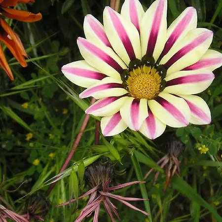 ファームステイ Le Essenze - Terrazza Sulla Romagna チェゼーナ