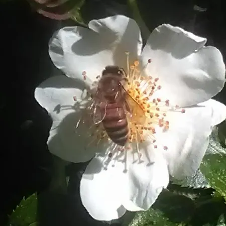 Le Essenze - Terrazza Sulla Romagna ファームステイ *