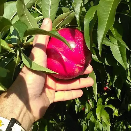 Farmház Le Essenze - Terrazza Sulla Romagna