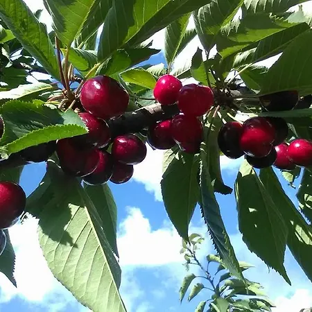 Le Essenze - Terrazza Sulla Romagna ファームステイ チェゼーナ