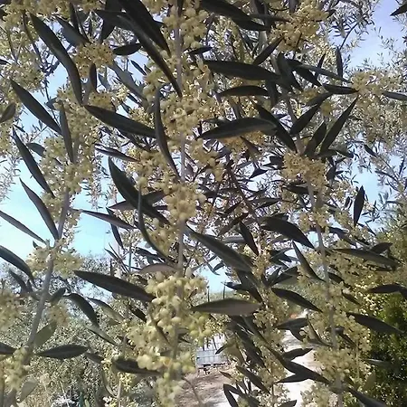 Le Essenze - Terrazza Sulla Romagna チェゼーナ