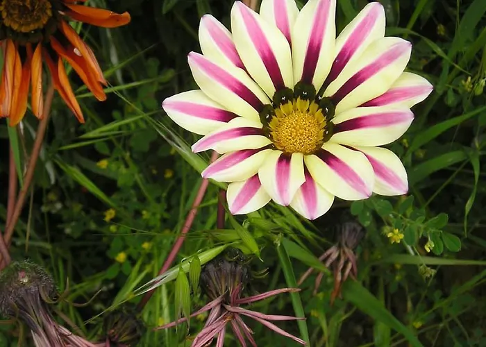 Séjour à la ferme Le Essenze - Terrazza Sulla Romagna Cesena
