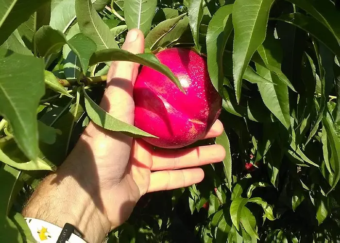 Séjour à la ferme Le Essenze - Terrazza Sulla Romagna