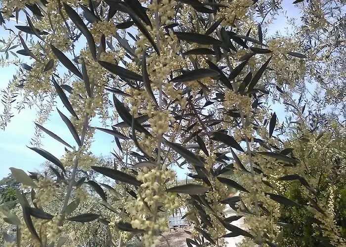 Le Essenze - Terrazza Sulla Romagna Cesena